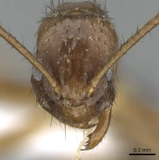 Nylanderia luteafra specimen CASENT0906653 image casent0906653_2