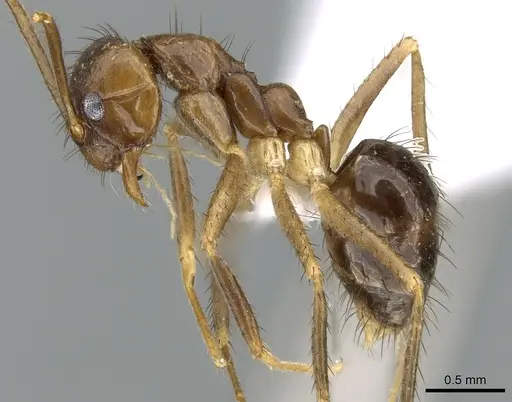 Nylanderia luteafra specimen CASENT0906653 image casent0906653_3