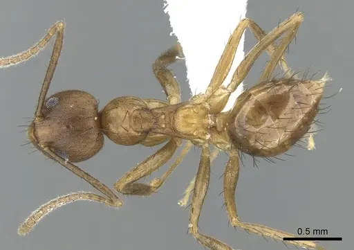 Nylanderia luteafra specimen CASENT0906654 image casent0906654_1
