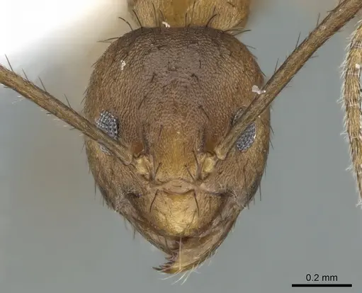 Nylanderia luteafra specimen CASENT0906654 image casent0906654_2
