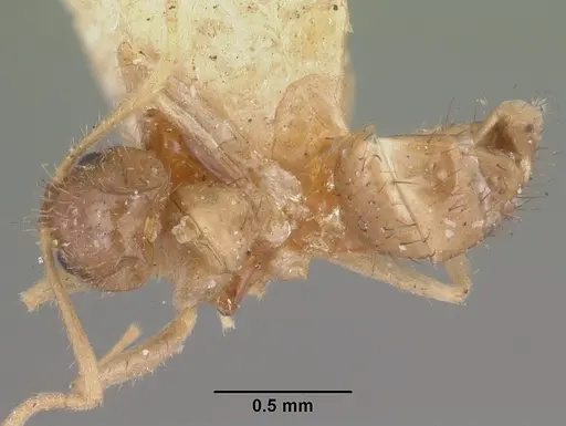 Nylanderia madagascarensis specimen CASENT0101318 image casent0101318_1