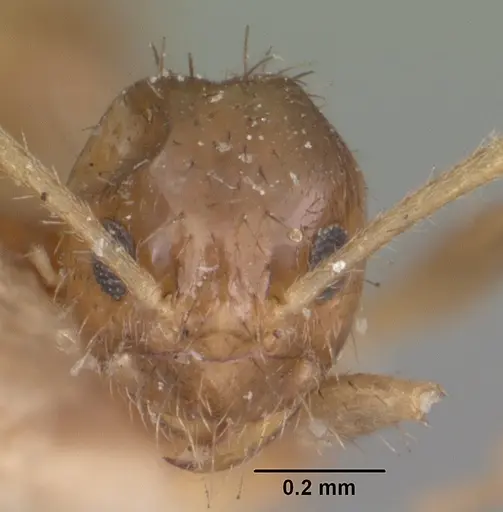 Nylanderia madagascarensis specimen CASENT0101318 image casent0101318_2