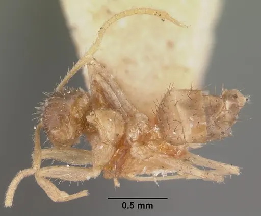 Nylanderia madagascarensis specimen CASENT0101318 image casent0101318_3