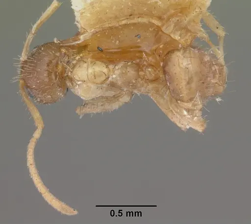 Nylanderia madagascarensis specimen CASENT0101319 image casent0101319_1