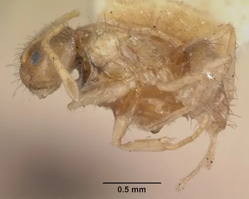 Nylanderia madagascarensis specimen CASENT0101319 image casent0101319_3