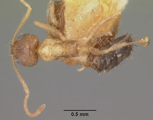 Nylanderia madagascarensis specimen CASENT0101320 image casent0101320_1