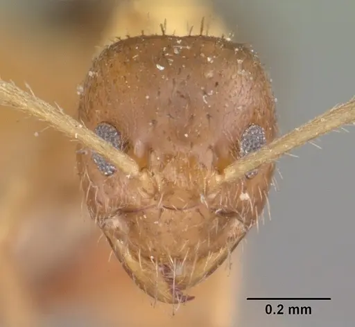 Nylanderia madagascarensis specimen CASENT0101320 image casent0101320_2