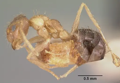 Nylanderia madagascarensis specimen CASENT0101320 image casent0101320_3