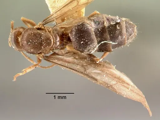 Nylanderia madagascarensis specimen CASENT0101414 image casent0101414_1
