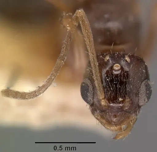 Nylanderia madagascarensis specimen CASENT0101415 image casent0101415_3
