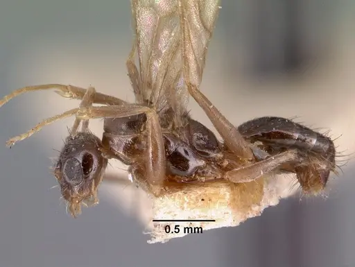 Nylanderia madagascarensis specimen CASENT0101415 image casent0101415_4