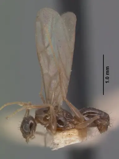 Nylanderia madagascarensis specimen CASENT0101415 image casent0101415_5