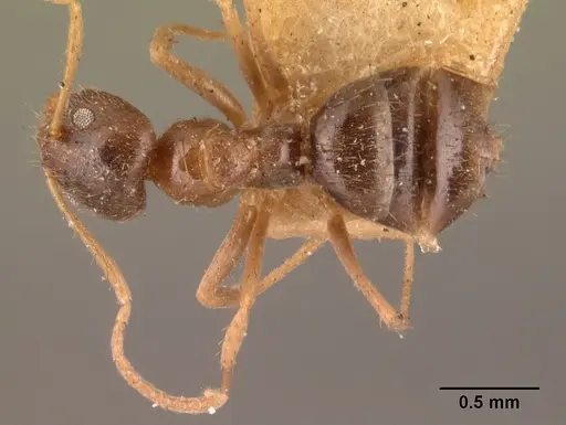 Nylanderia madagascarensis specimen CASENT0101416 image casent0101416_1