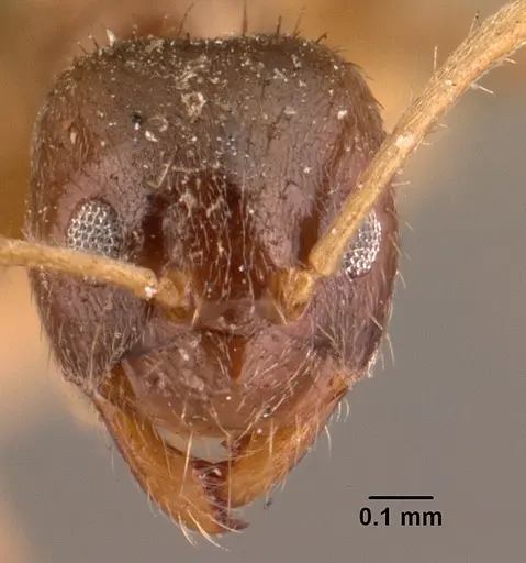 Nylanderia madagascarensis specimen CASENT0101416 image casent0101416_2