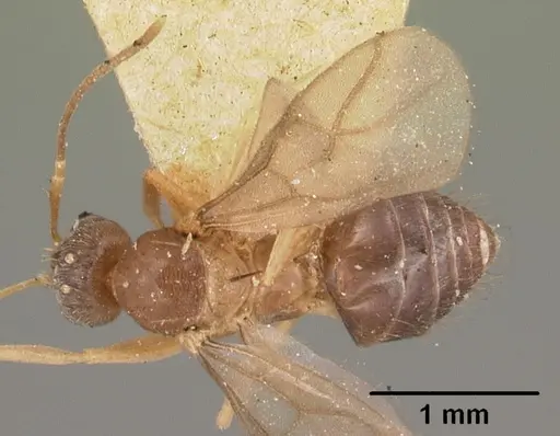 Nylanderia madagascarensis specimen CASENT0101717 image casent0101717_1