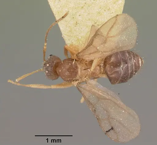 Nylanderia madagascarensis specimen CASENT0101717 image casent0101717_2