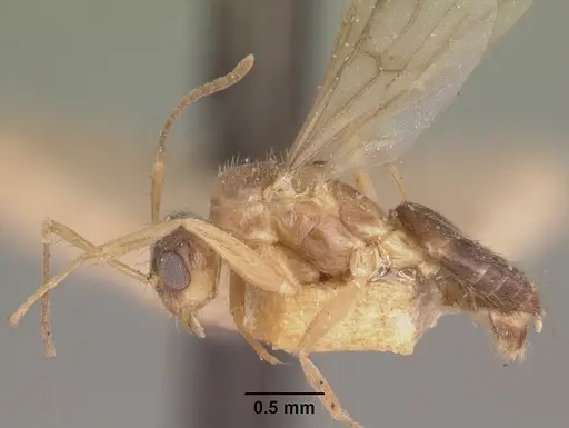 Nylanderia madagascarensis specimen CASENT0101717 image casent0101717_4