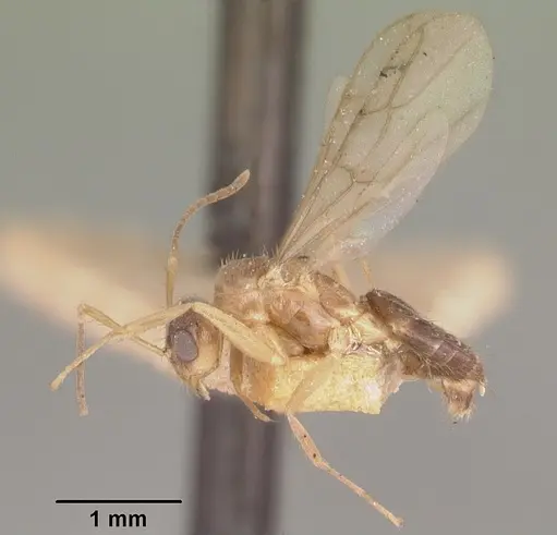 Nylanderia madagascarensis specimen CASENT0101717 image casent0101717_5