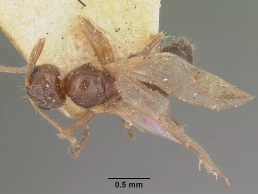 Nylanderia madagascarensis specimen CASENT0101776 image casent0101776_1