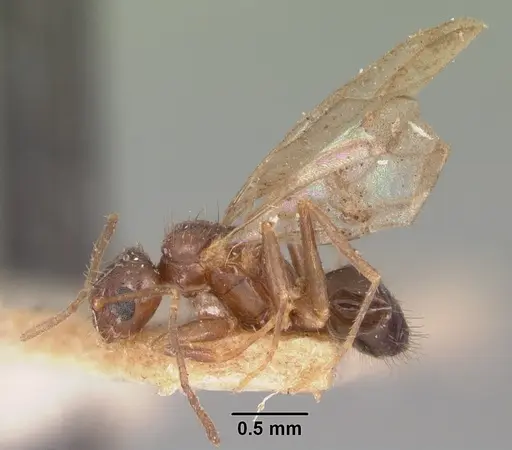 Nylanderia madagascarensis specimen CASENT0101776 image casent0101776_4