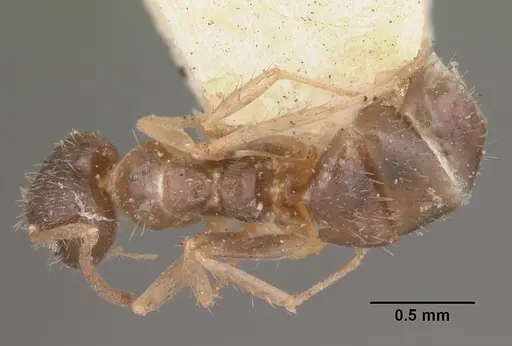 Nylanderia madagascarensis specimen CASENT0101781 image casent0101781_1