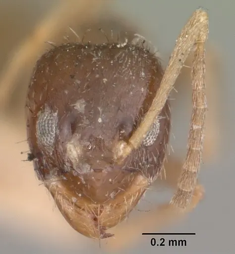 Nylanderia madagascarensis specimen CASENT0101781 image casent0101781_2