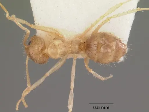 Nylanderia madagascarensis specimen CASENT0101833 image casent0101833_1