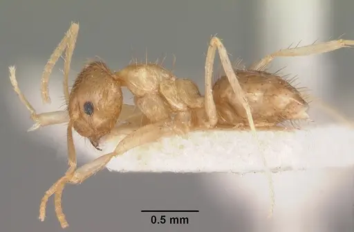 Nylanderia madagascarensis specimen CASENT0101833 image casent0101833_3