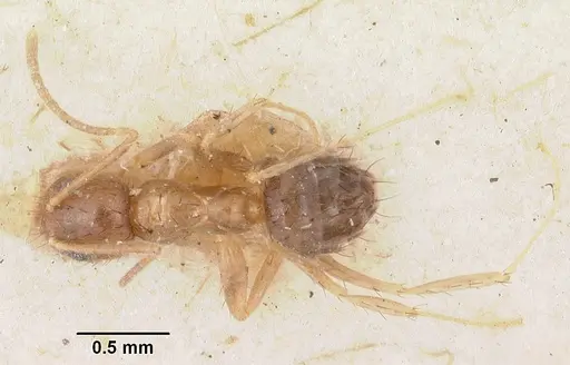 Nylanderia madagascarensis specimen CASENT0101835 image casent0101835_1