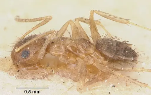 Nylanderia madagascarensis specimen CASENT0101835 image casent0101835_3