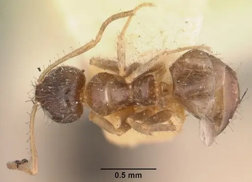 Nylanderia madagascarensis specimen CASENT0101887 image casent0101887_1