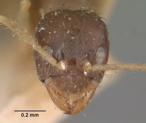 Nylanderia madagascarensis specimen CASENT0101887 image casent0101887_2