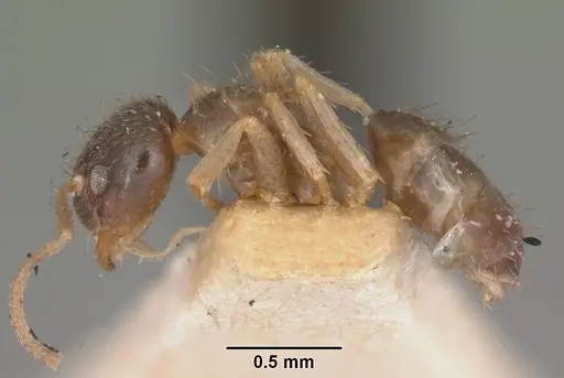 Nylanderia madagascarensis specimen CASENT0101887 image casent0101887_3