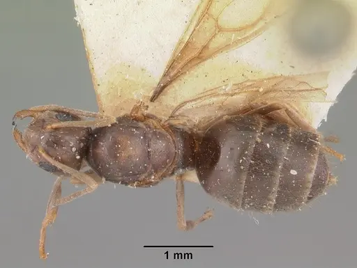 Nylanderia madagascarensis specimen CASENT0101930 image casent0101930_1