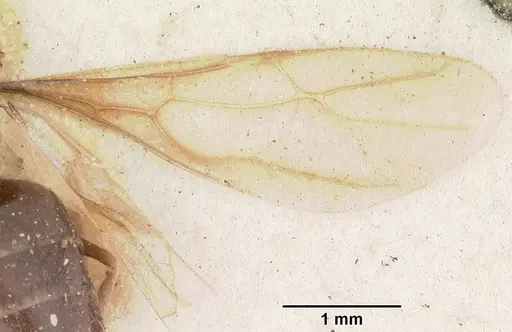 Nylanderia madagascarensis specimen CASENT0101930 image casent0101930_2