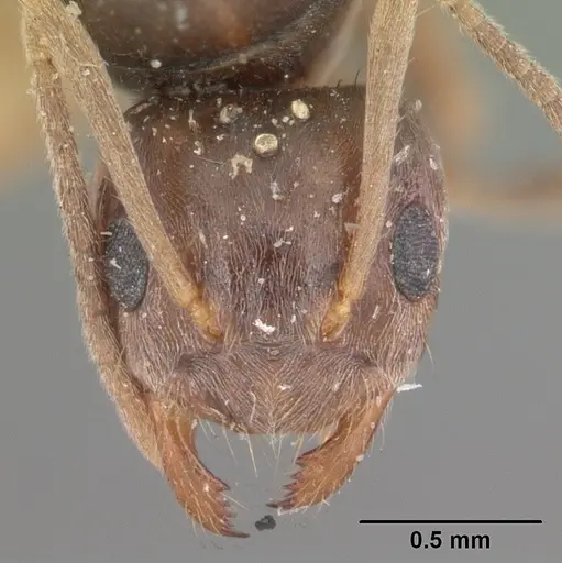 Nylanderia madagascarensis specimen CASENT0101930 image casent0101930_3