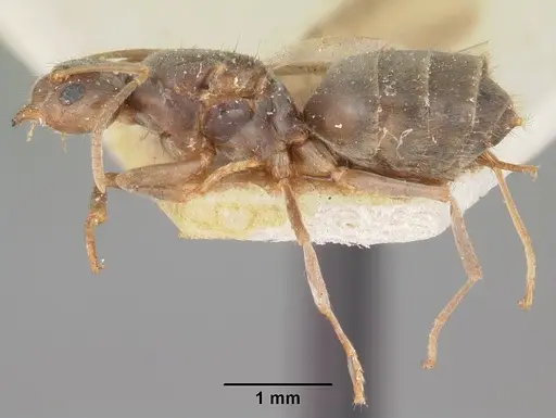 Nylanderia madagascarensis specimen CASENT0101930 image casent0101930_4