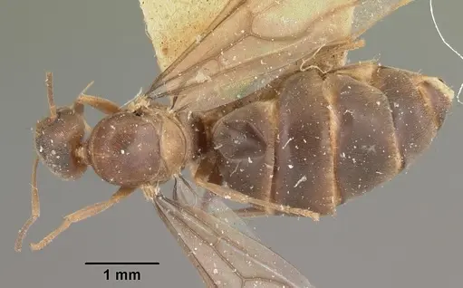 Nylanderia madagascarensis specimen CASENT0101982 image casent0101982_1