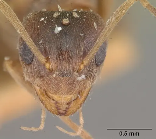 Nylanderia madagascarensis specimen CASENT0101982 image casent0101982_3