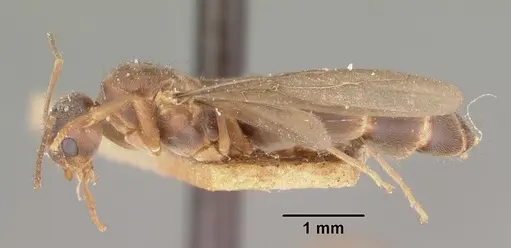 Nylanderia madagascarensis specimen CASENT0101982 image casent0101982_4