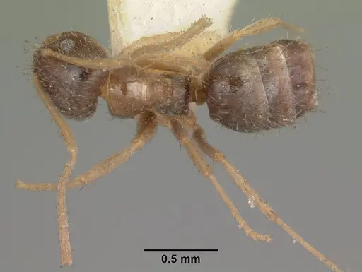 Nylanderia madagascarensis specimen CASENT0102977 image casent0102977_1