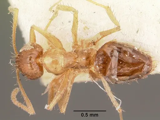 Nylanderia madagascarensis specimen CASENT0104643 image casent0104643_1