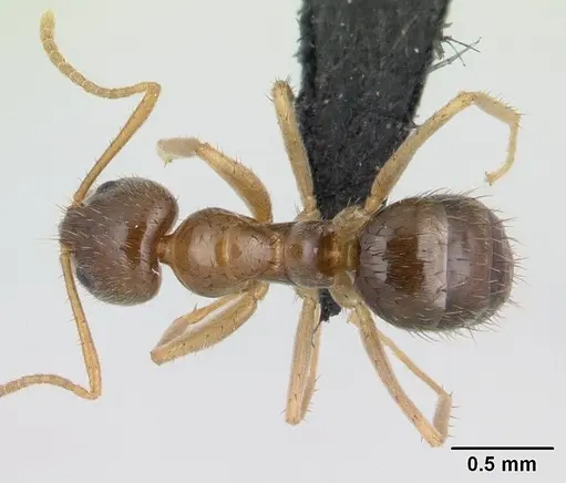 Nylanderia madagascarensis specimen CASENT0132880 image casent0132880_1