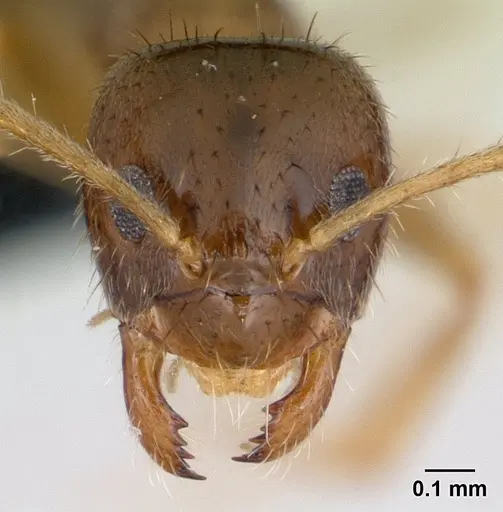 Nylanderia madagascarensis specimen CASENT0132880 image casent0132880_2