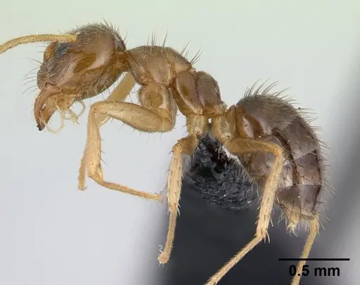 Nylanderia madagascarensis specimen CASENT0132880 image casent0132880_3