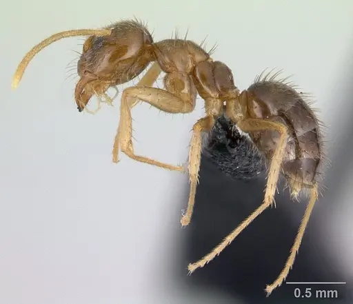 Nylanderia madagascarensis specimen CASENT0132880 image casent0132880_4