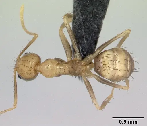 Nylanderia madagascarensis specimen CASENT0132934 image casent0132934_1