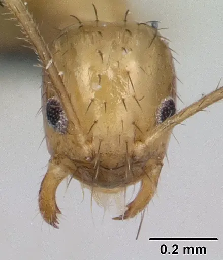 Nylanderia madagascarensis specimen CASENT0132934 image casent0132934_2