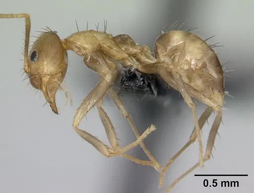 Nylanderia madagascarensis specimen CASENT0132934 image casent0132934_4