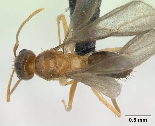 Nylanderia madagascarensis specimen CASENT0135236 image casent0135236_1